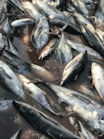 A collection of fish, predominantly tuna, lay piled together with visible ice shards scattered among them. They are lying on a wet surface, possibly in a market or a fishing dock.