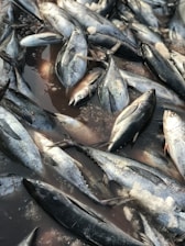 A collection of fish, predominantly tuna, lay piled together with visible ice shards scattered among them. They are lying on a wet surface, possibly in a market or a fishing dock.