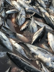 A collection of fish, predominantly tuna, lay piled together with visible ice shards scattered among them. They are lying on a wet surface, possibly in a market or a fishing dock.
