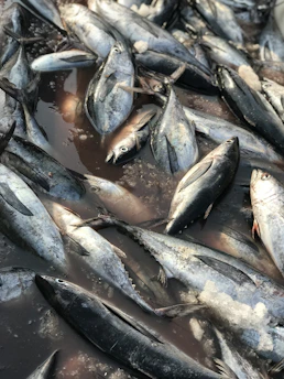 Freshly caught tuna fish displayed on ice at a local market in Santiago