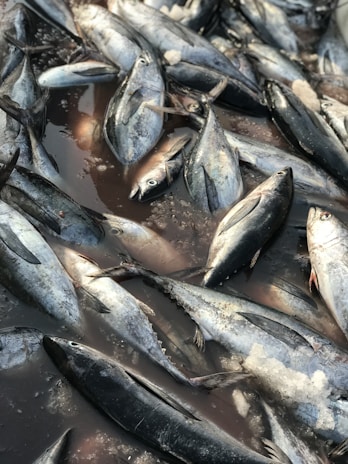 A collection of fish, predominantly tuna, lay piled together with visible ice shards scattered among them. They are lying on a wet surface, possibly in a market or a fishing dock.