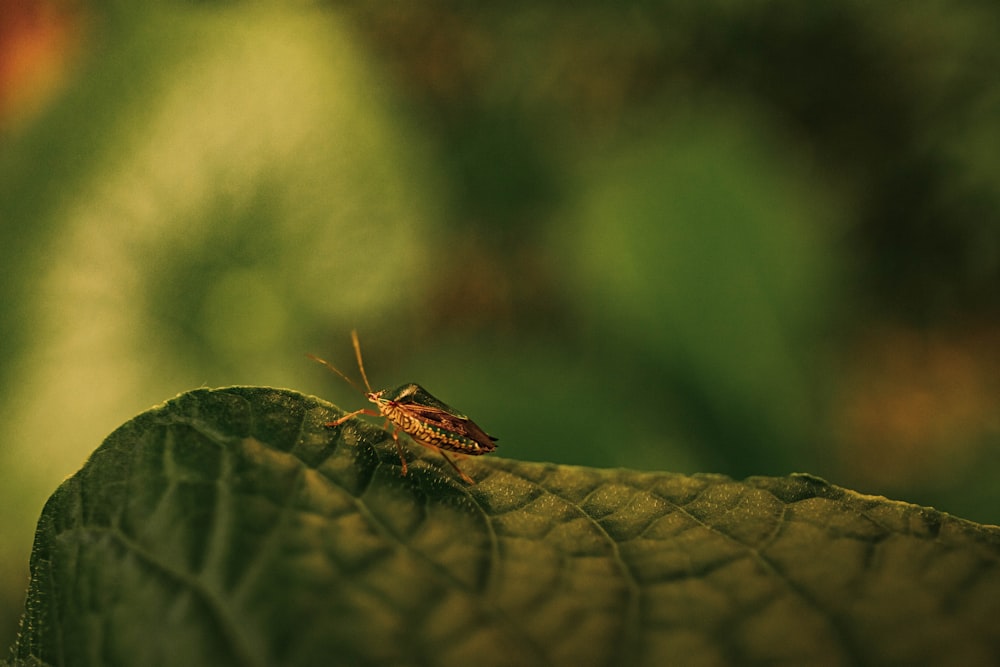 Gros plan d’un insecte sur une feuille