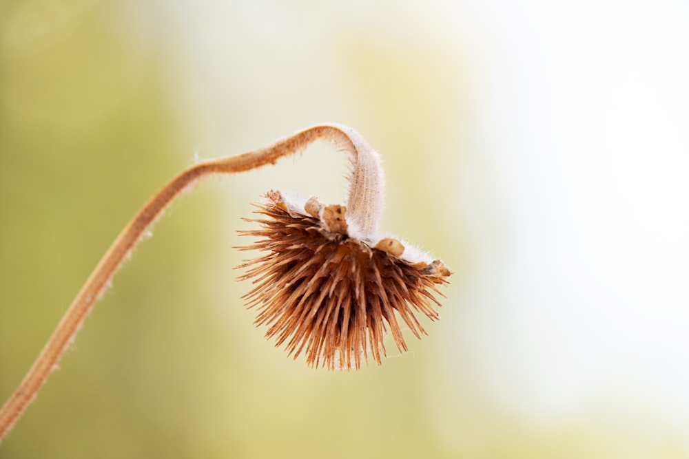 a close up of a flower with a blurry background