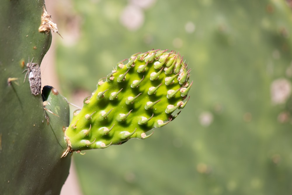 a close up of a cactus with a bug on it