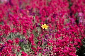 a field full of purple and yellow flowers