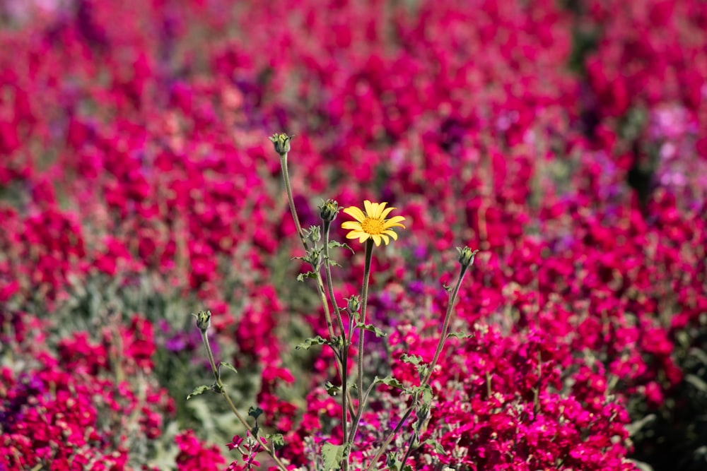 a field full of purple and yellow flowers