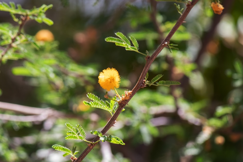 a small yellow flower on a tree branch
