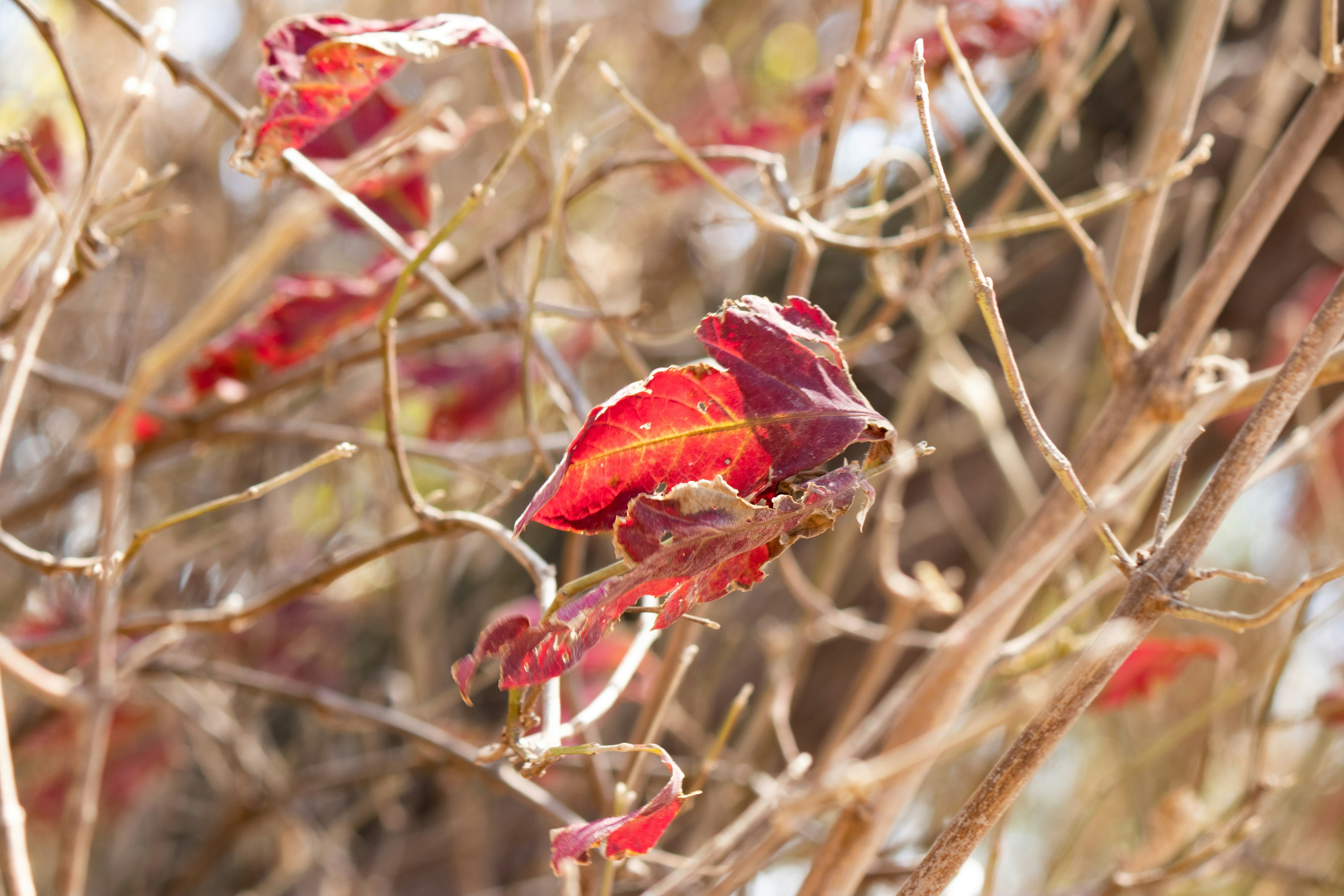 A close up of a tree with red leaves photo – Free Plant Image on Unsplash