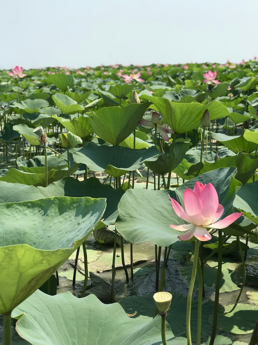a large field of water lilies with green leaves