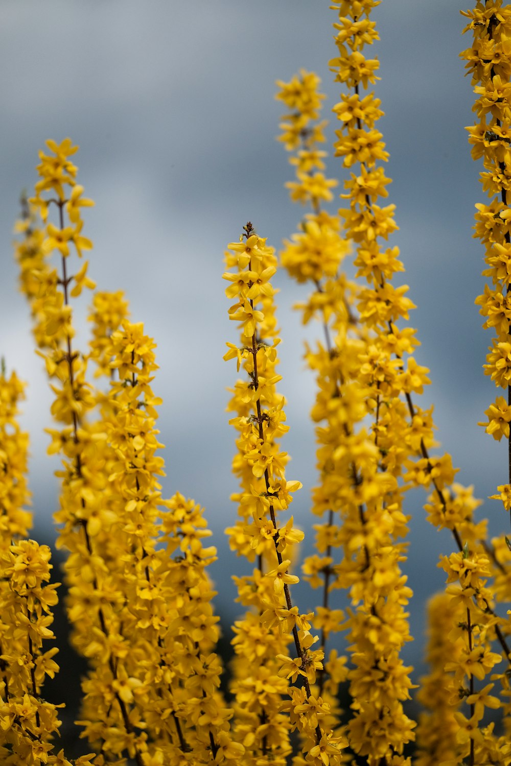 a bunch of yellow flowers with a cloudy sky in the background