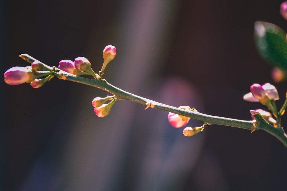 a close up of a branch with flowers