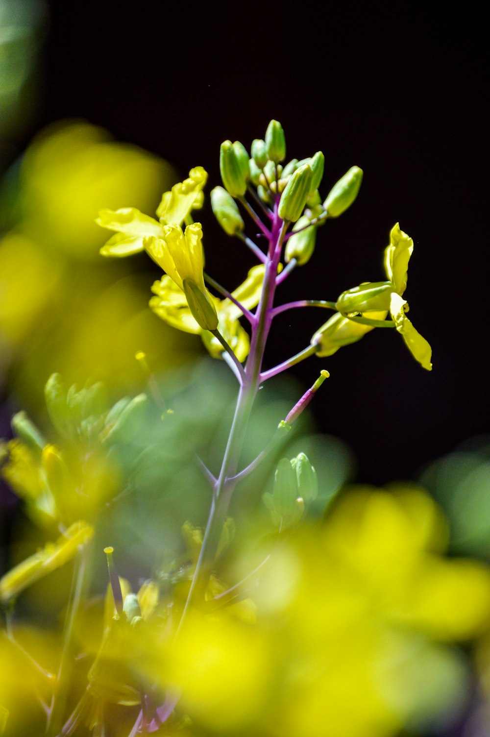 a close up of a plant with yellow flowers