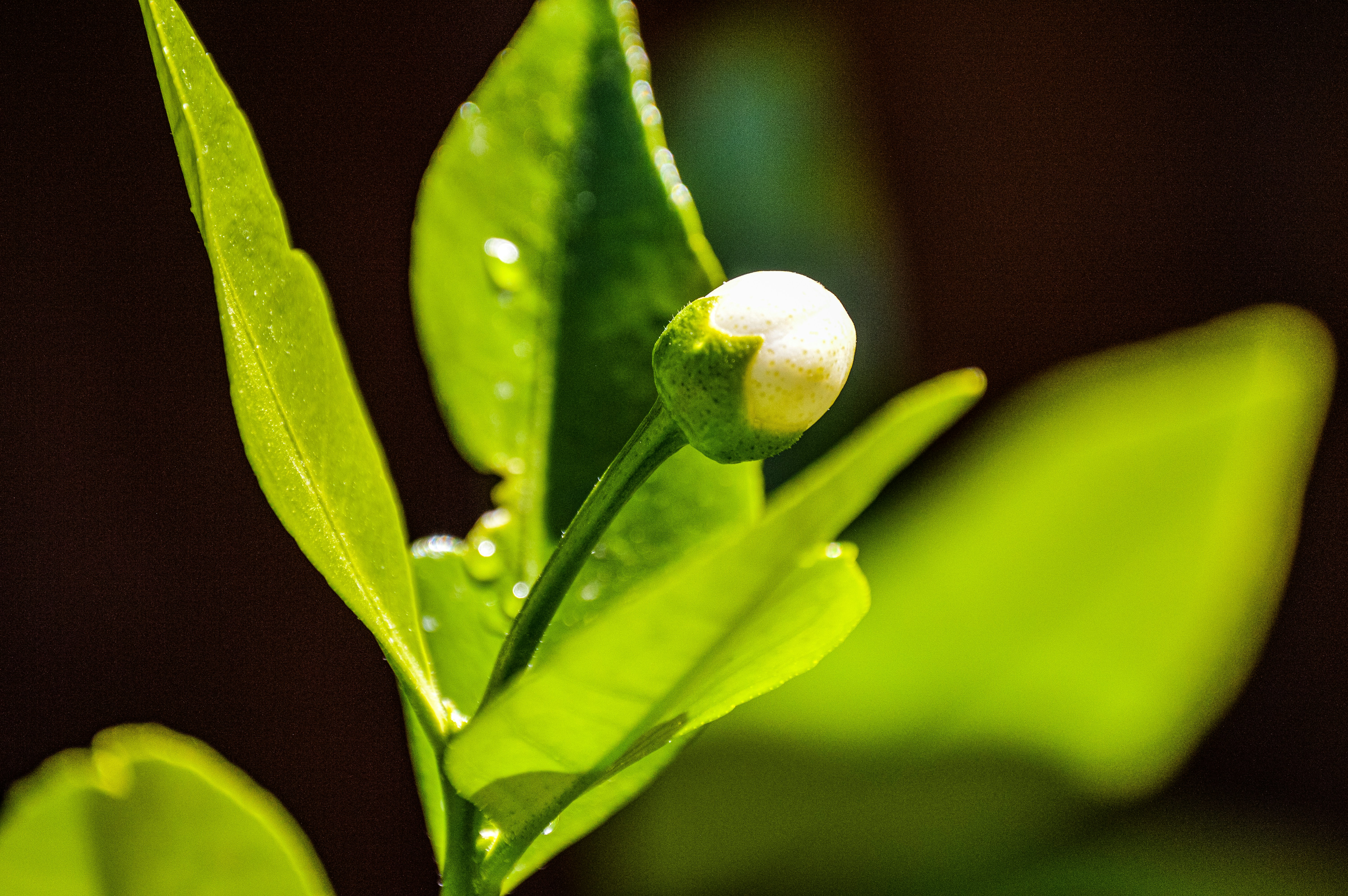 a close up of a green leaf with a white ball on it