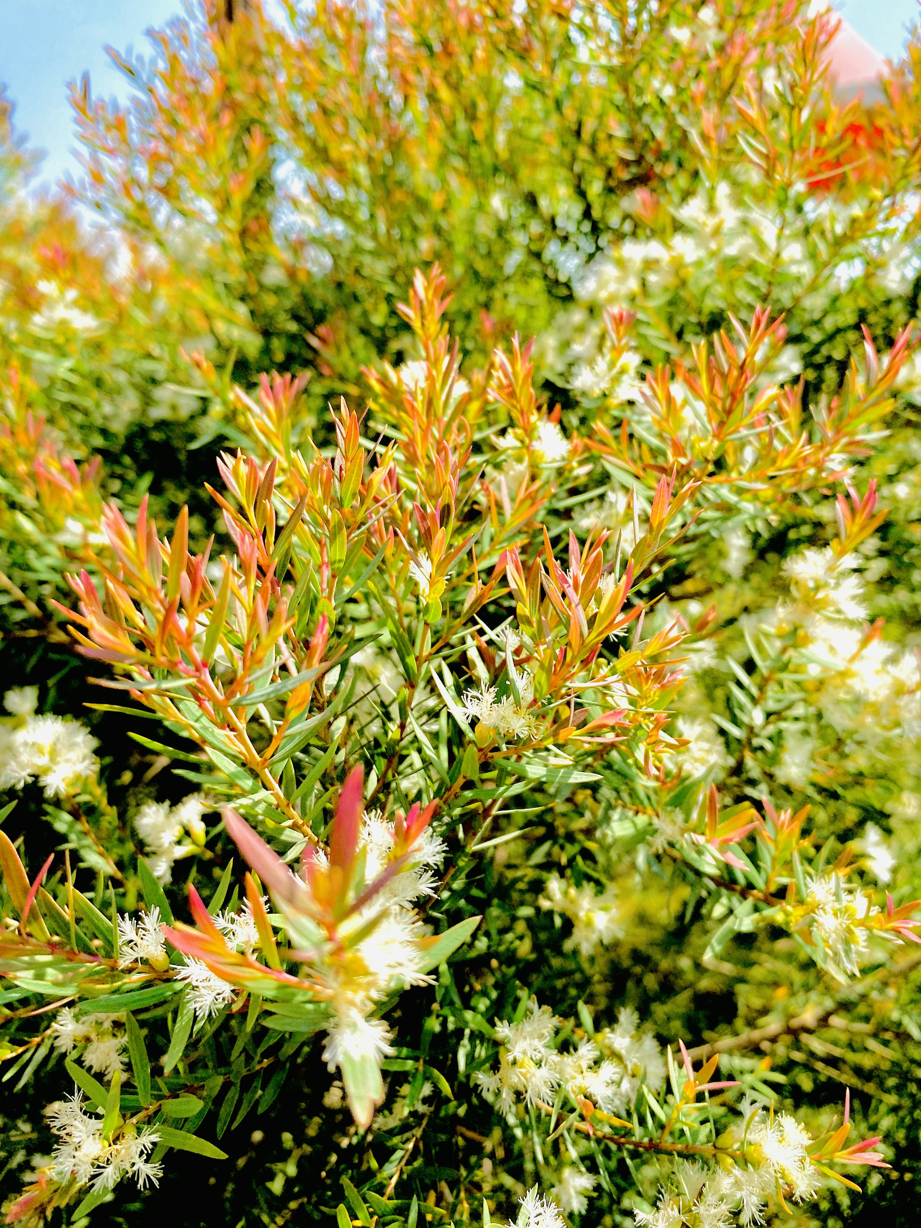 Photo by naturebyneha