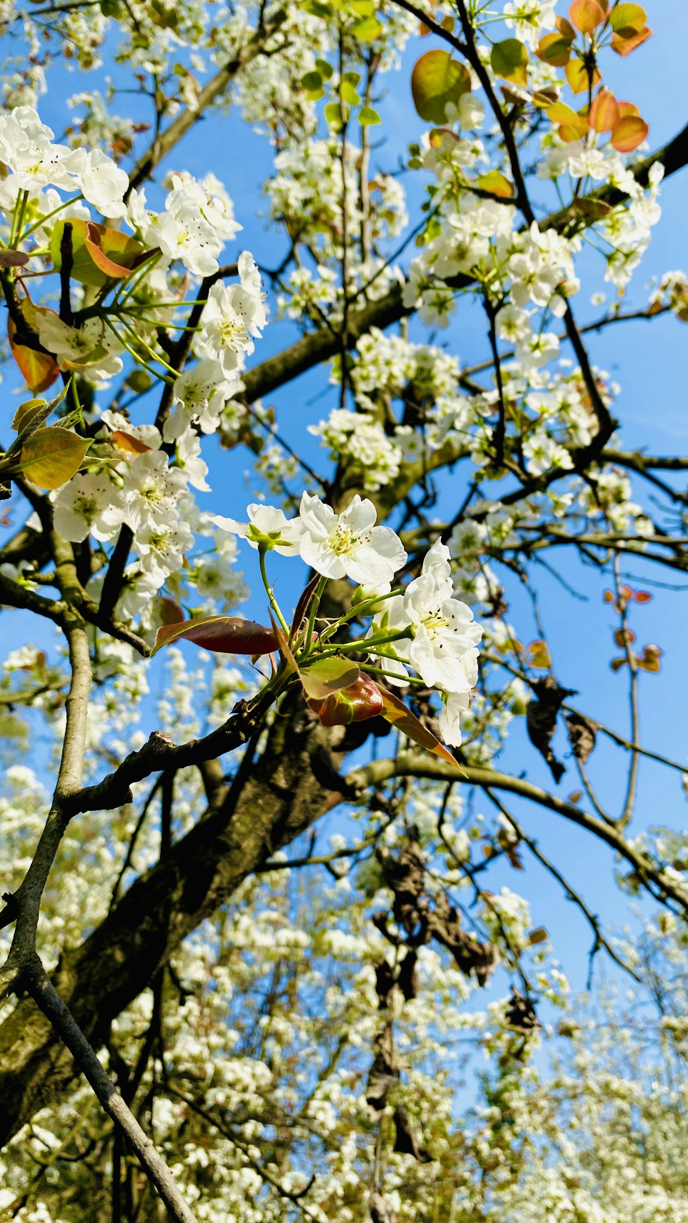 Photo by naturebyneha