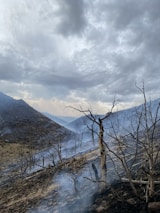 Charred trees stand against a backdrop of a cloudy sky, with hillsides covered in smoke and ash. The landscape appears desolate, suggesting a recent wildfire.