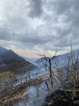 Charred trees stand against a backdrop of a cloudy sky, with hillsides covered in smoke and ash. The landscape appears desolate, suggesting a recent wildfire.