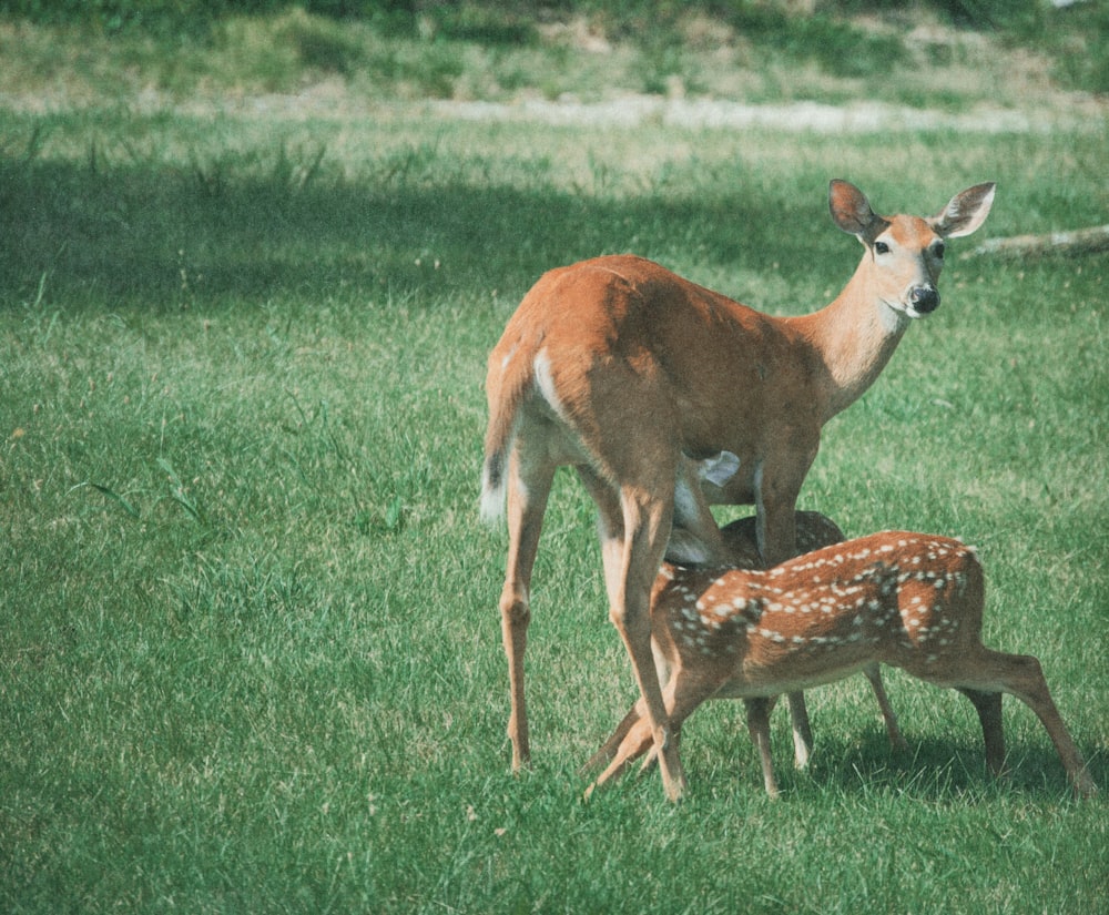 a baby deer standing next to an adult deer on a lush green field