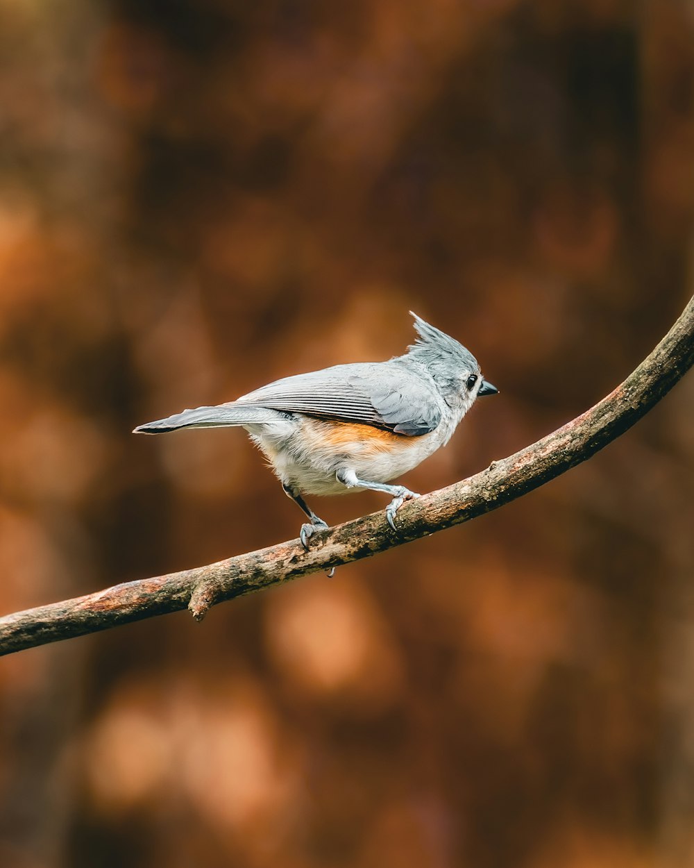 Un pequeño pájaro encaramado en la rama de un árbol