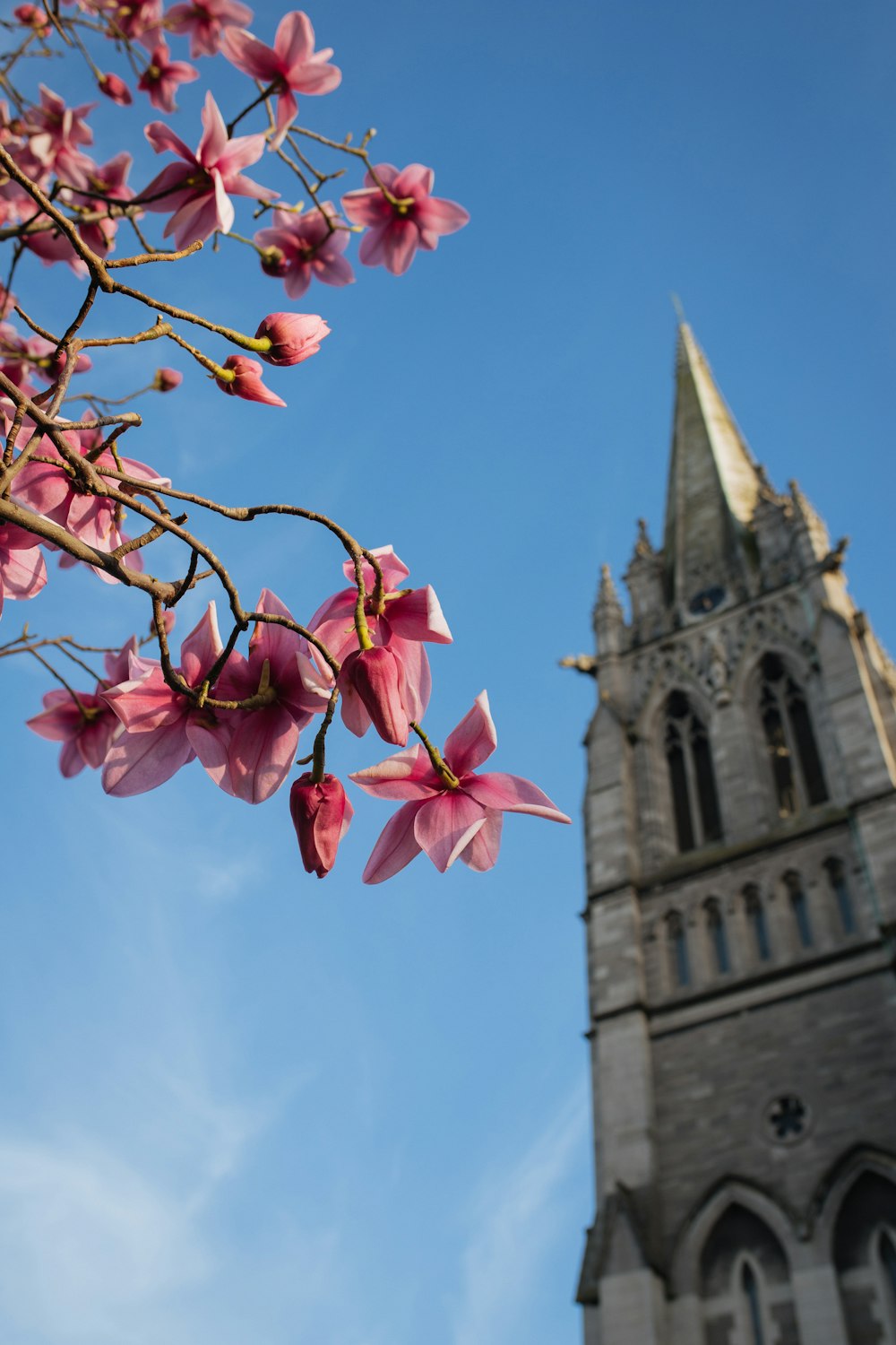 a tree with pink flowers in front of a church steeple
