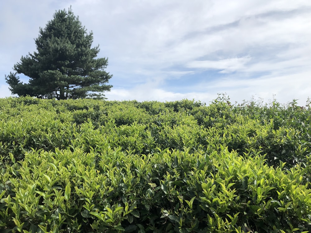 a lone tree on top of a grassy hill