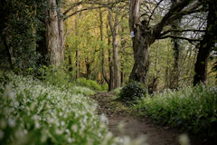 A sunlit forest path lined with towering ancient trees.
