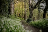 A winding forest trail bordered by tall ancient trees under soft morning light.