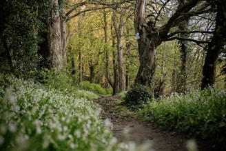 A peaceful forest trail framed by towering ancient trees in soft sunlight.