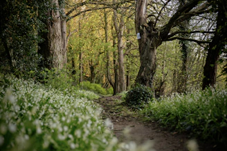A serene forest trail bathed in golden sunlight with vibrant wildflowers along the path.