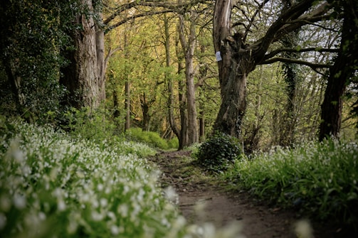A winding forest trail bordered by tall ancient trees under soft morning light.