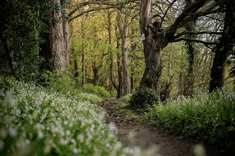 A serene forest path dappled with sunlight filtering through tall, ancient trees.