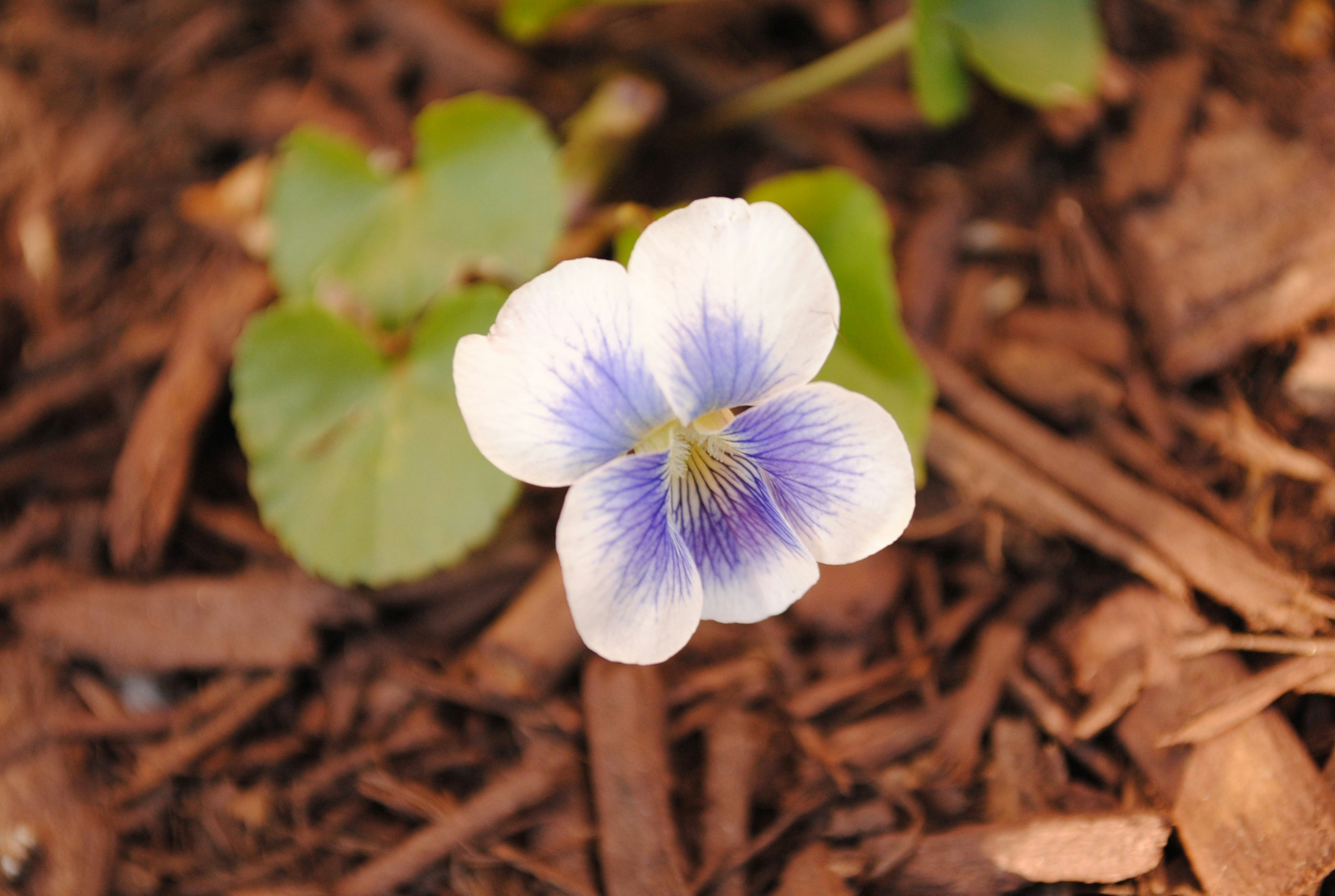 Why Melt Snow? The Evolutionary Edge (image credits: unsplash)