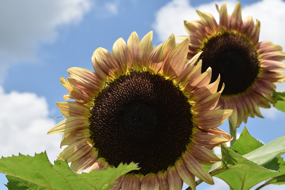 a group of sunflowers with a blue sky in the background