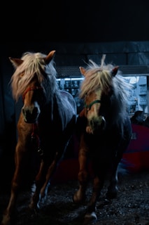 Two horses with long, flowing manes are walking side by side in a dimly lit environment. Colored harnesses are visible on their heads. There is a backdrop of a lit area that seems to be inside a building, with signs and objects that are unclear due to the darkness.