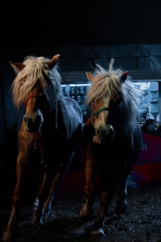 Two horses with long, flowing manes are walking side by side in a dimly lit environment. Colored harnesses are visible on their heads. There is a backdrop of a lit area that seems to be inside a building, with signs and objects that are unclear due to the darkness.
