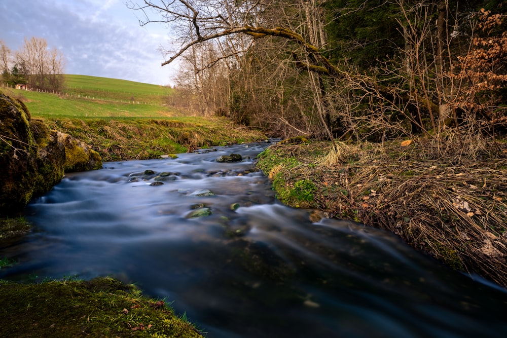 a stream running through a lush green forest