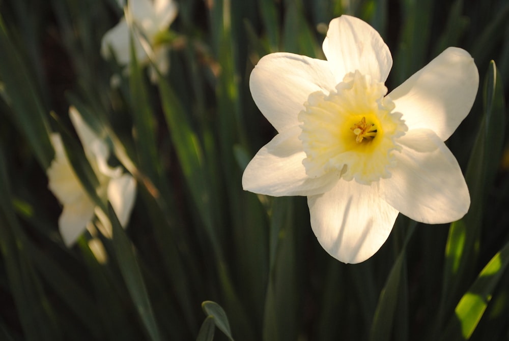 a white flower with a yellow center surrounded by green leaves