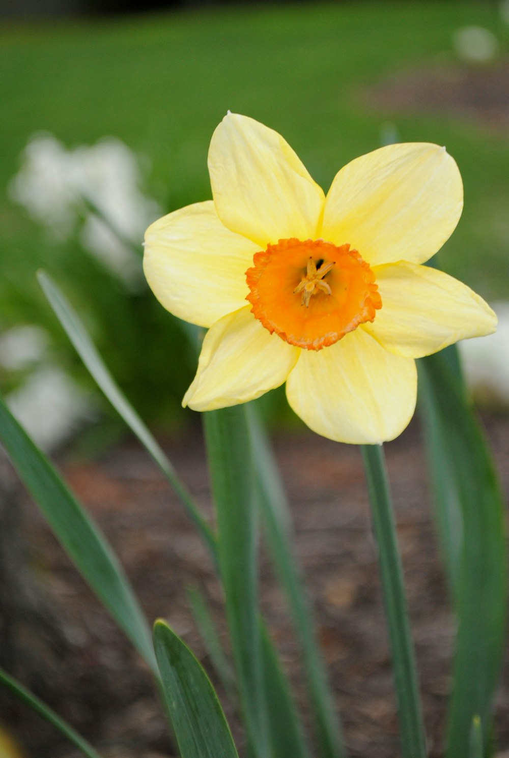 a close up of a yellow flower with green leaves