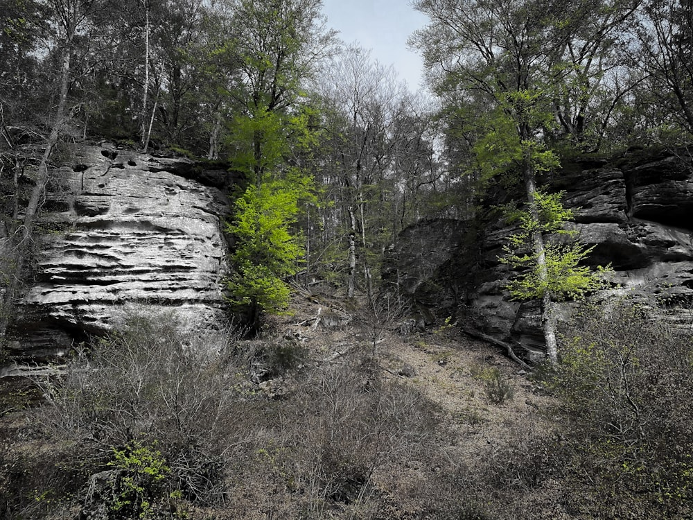 a forest filled with lots of trees and rocks