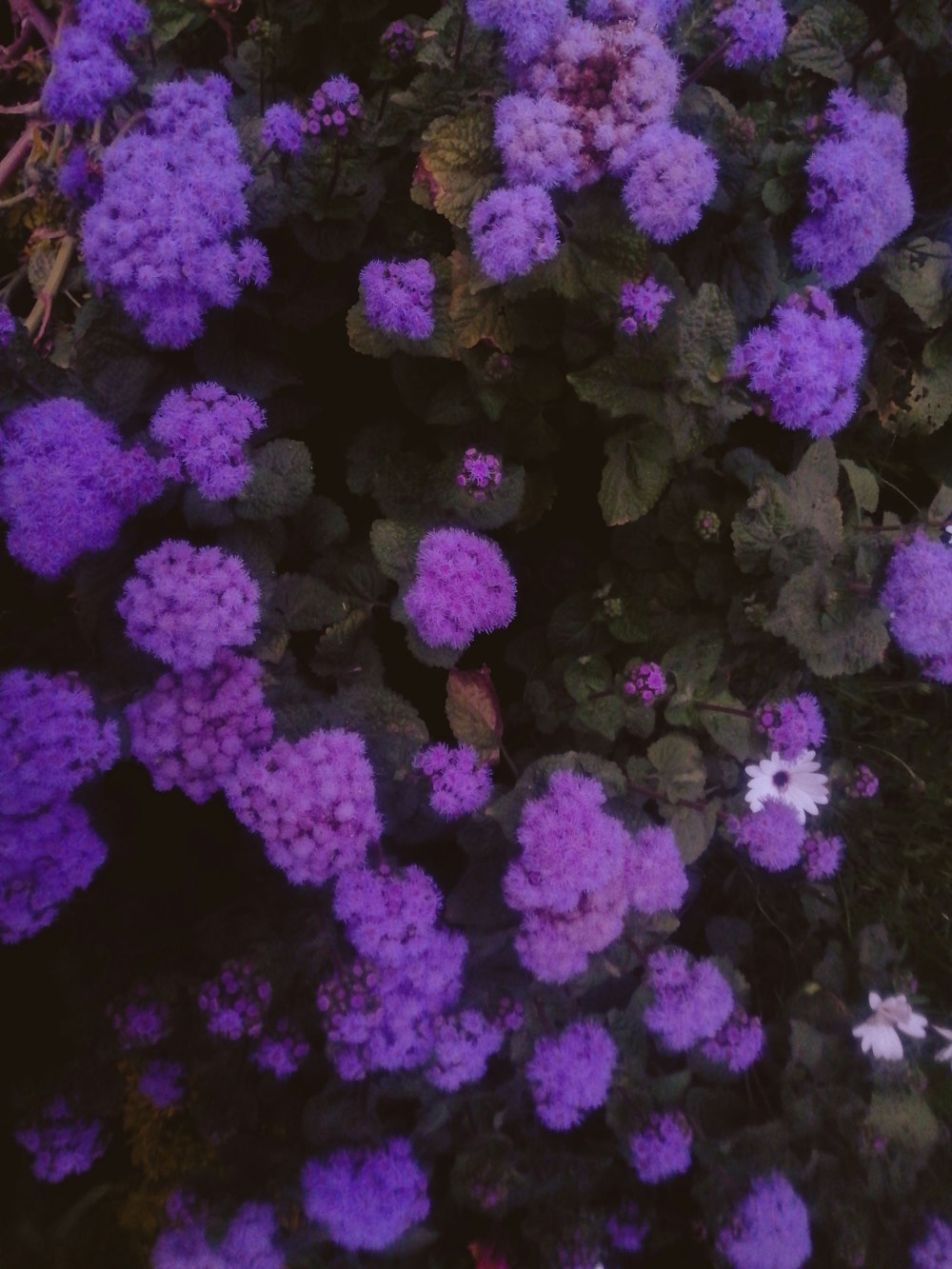 a bunch of purple flowers growing in a garden