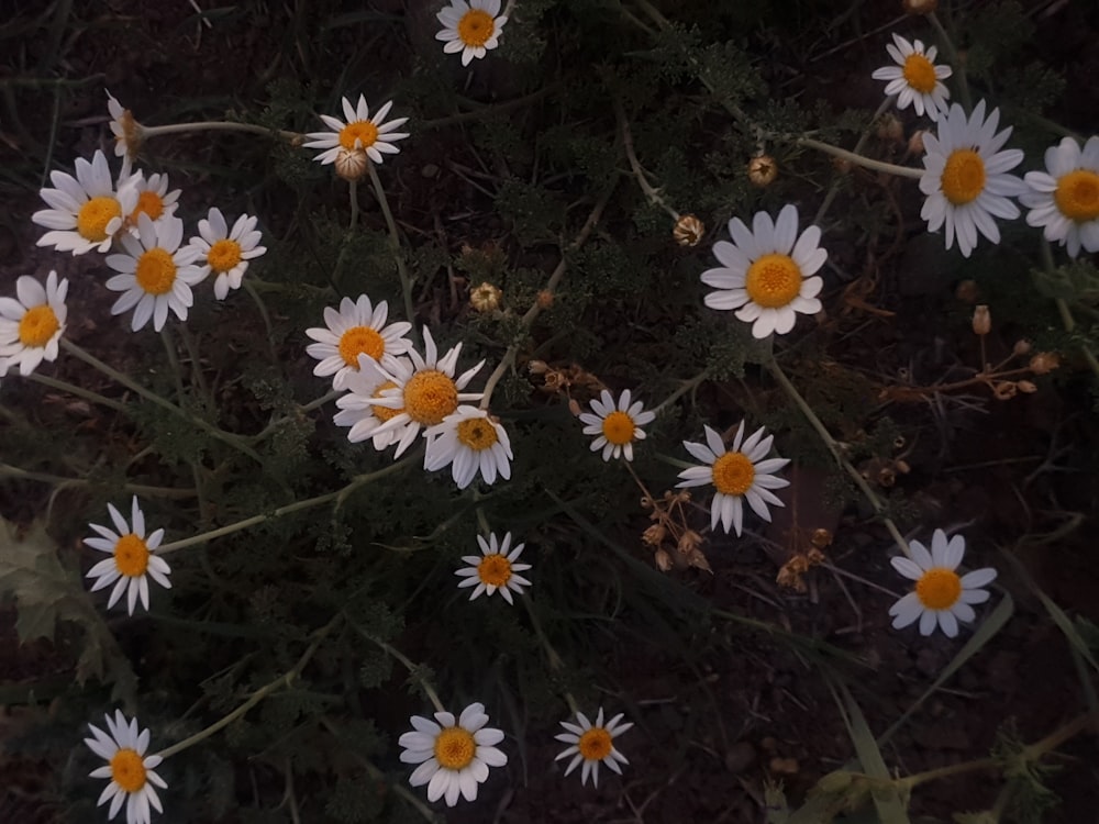 a bunch of white and yellow flowers in a field