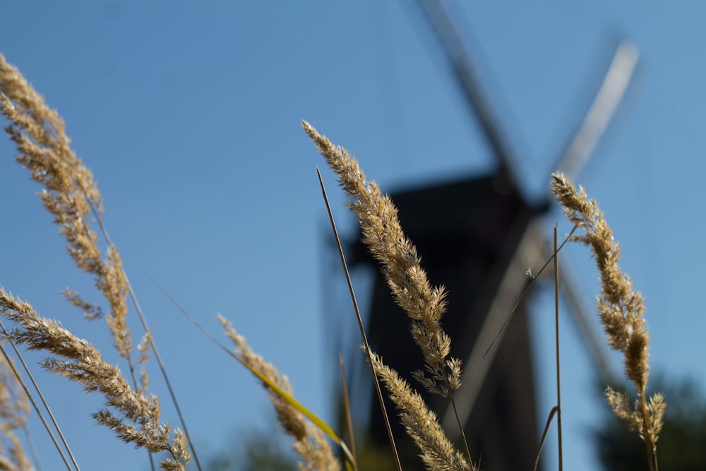 a windmill is in the distance behind some tall grass