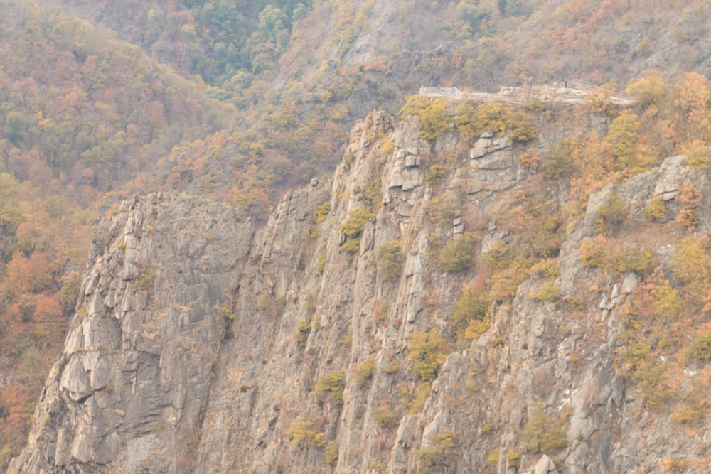 un flanc de montagne avec des arbres et un pont au-dessus