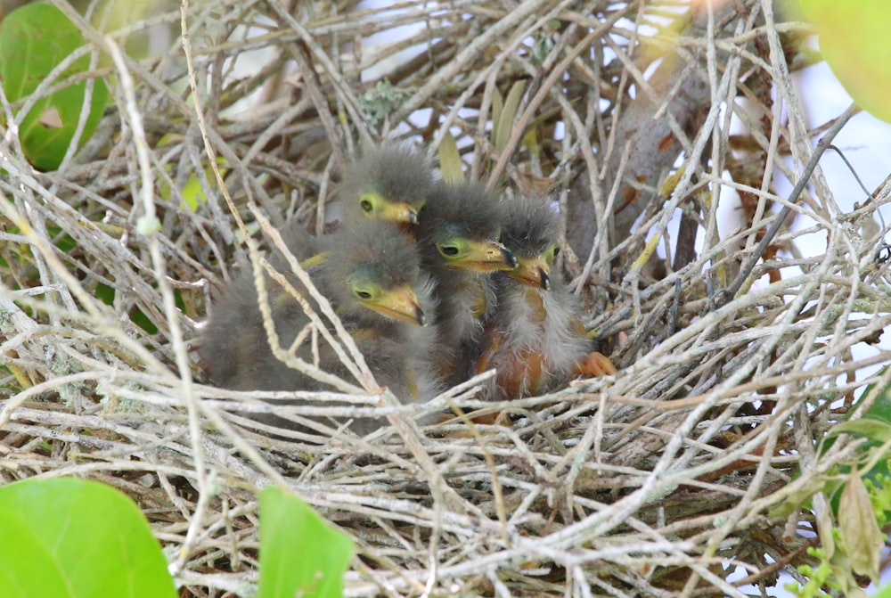 a group of baby birds sitting in a nest