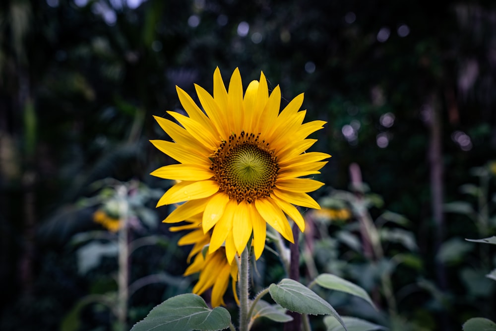 a large yellow sunflower standing in a field