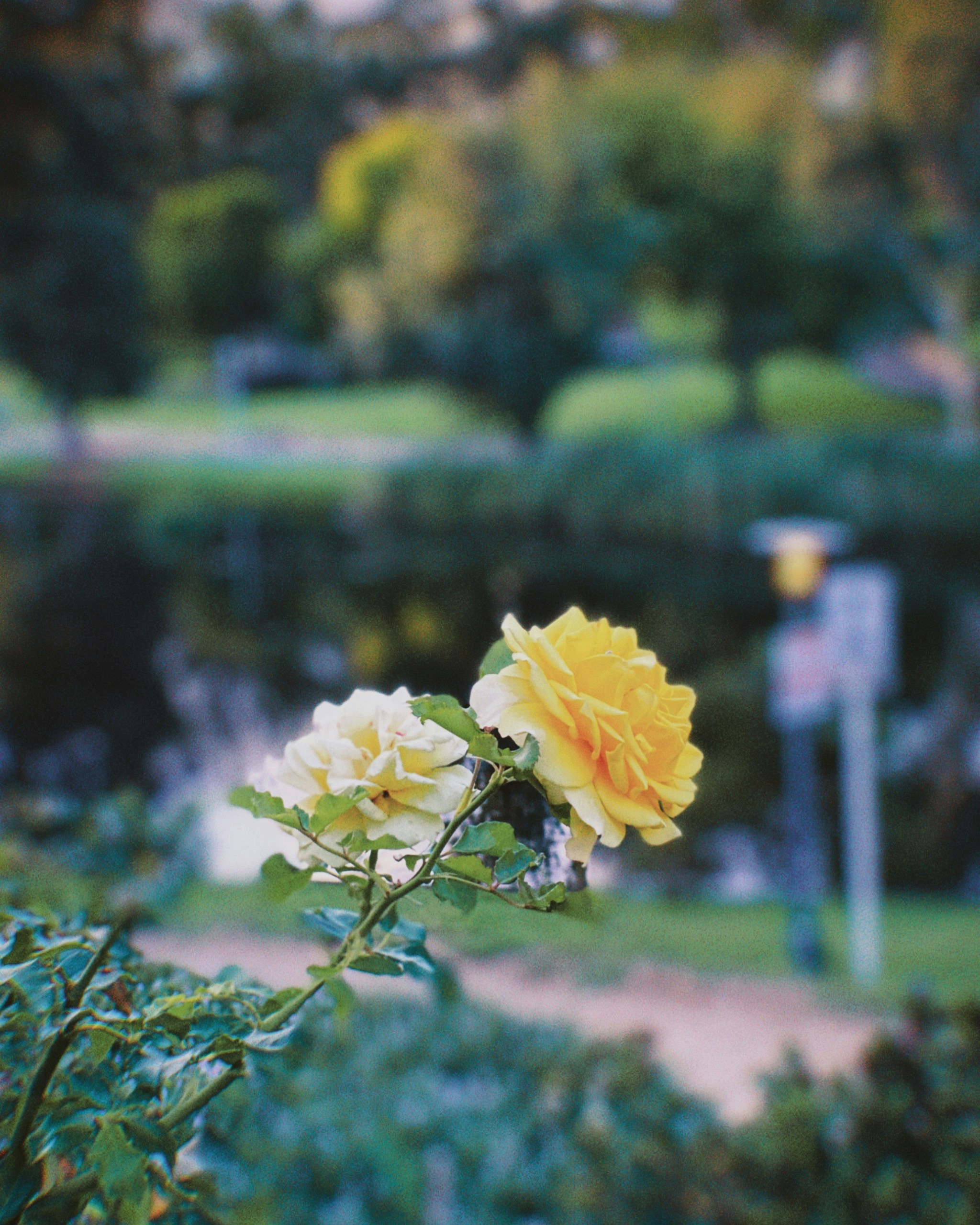 a yellow rose is blooming in a park photo Free Grundy gardens Image