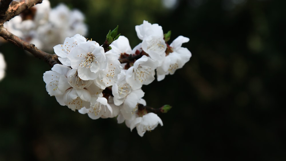 a branch of a tree with white flowers