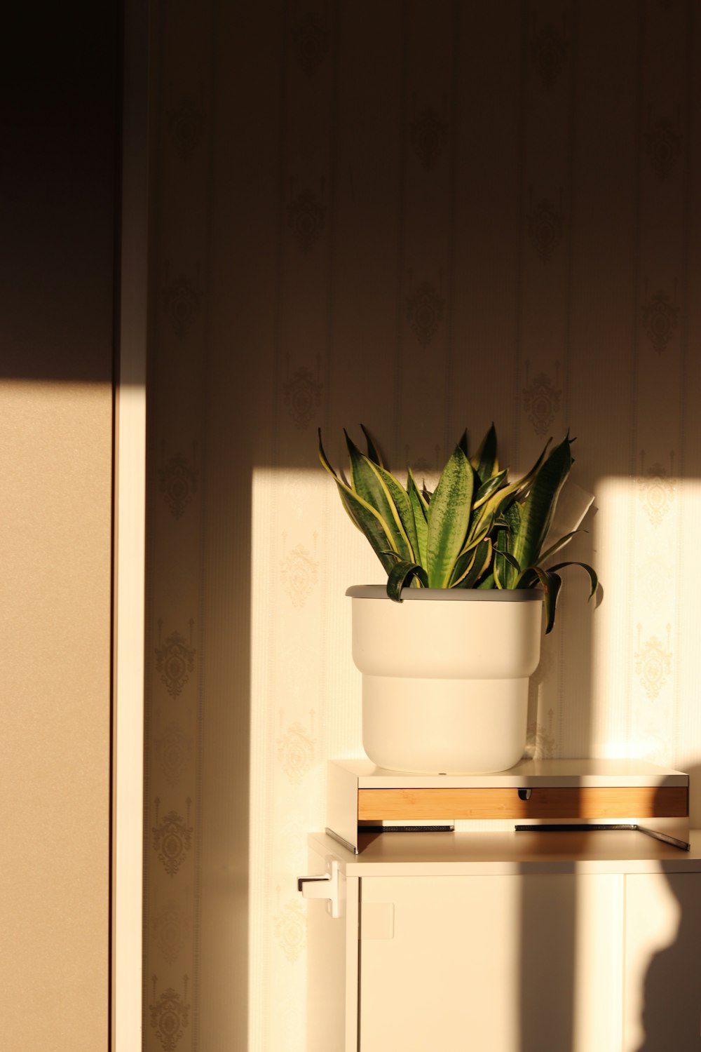a potted plant sitting on top of a white cabinet