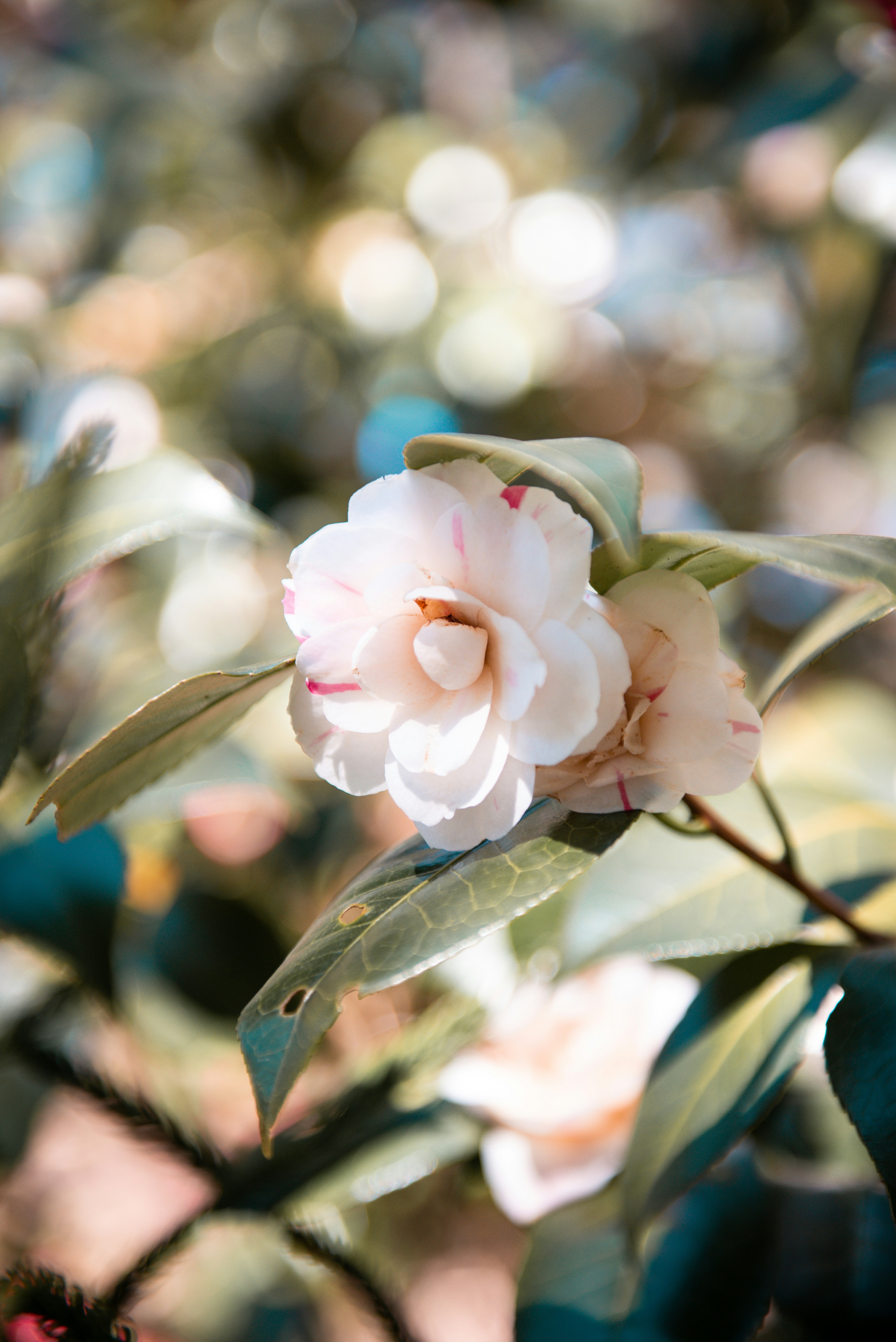 Photo by sadiecoulter