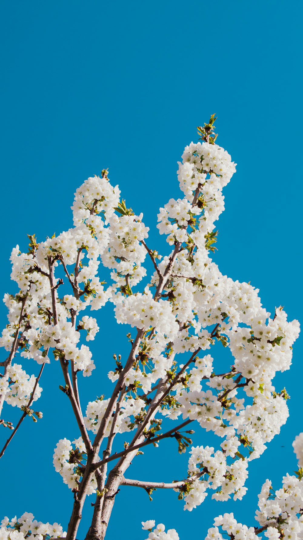 a tree with white flowers in front of a blue sky